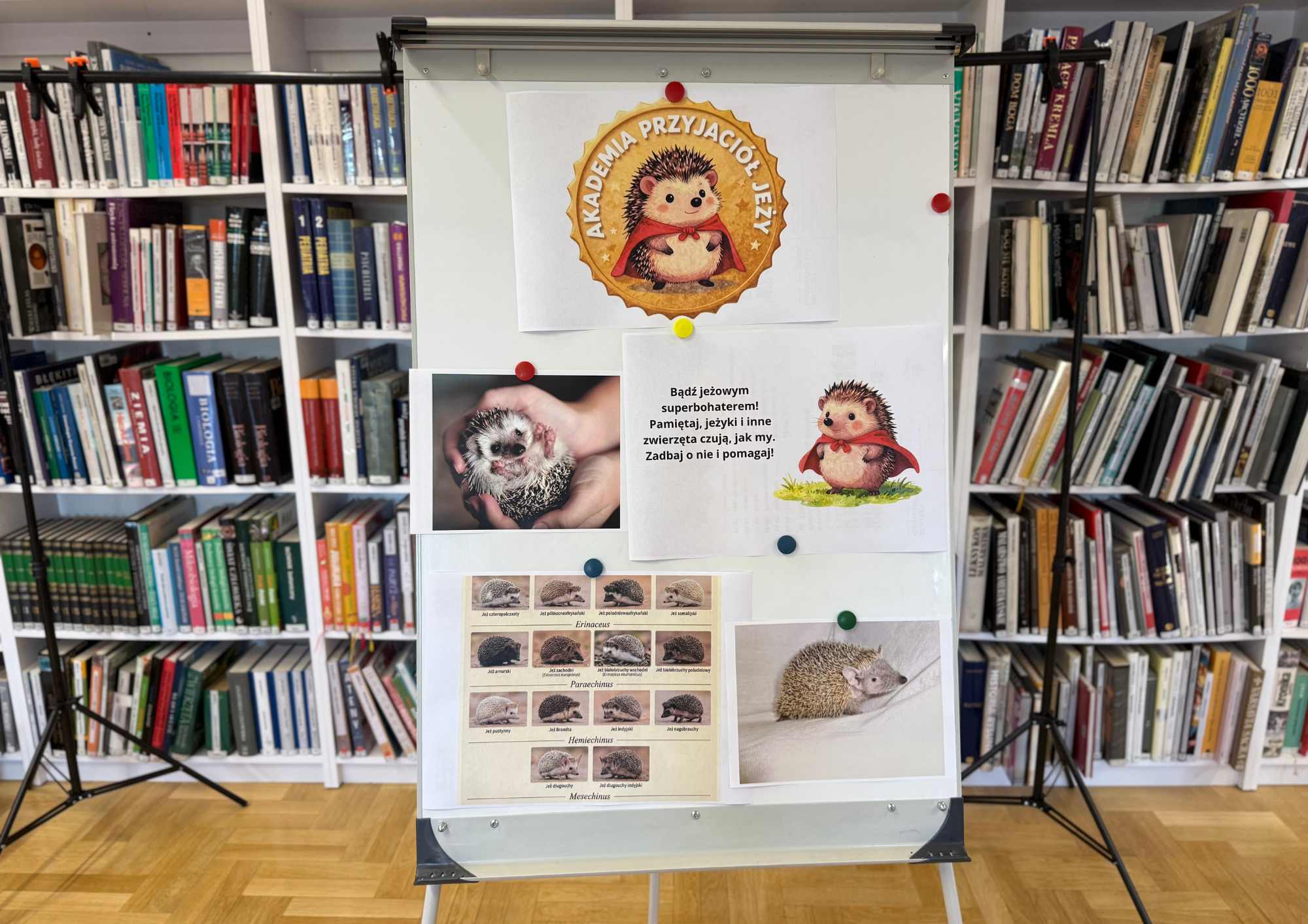 Zdjęcie tablicy z grafiką "Akademii Przyjaciół Jeży" (jeż w czerwonej pelerynie), zdjęcie tenreczynka jeżowatego oraz plansza z różnymi rodzajami jeży.