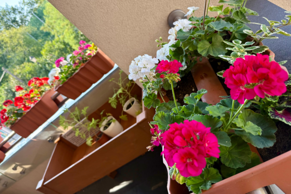 Widok na skrzynię z tabliczką i roślinami w otoczeniu donic z pelargoniami